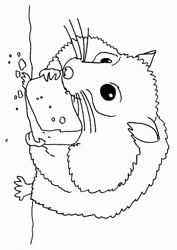 Świnka morska kolorowanki